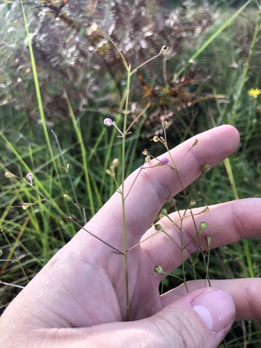 Tenlobe false foxglove (Agalinis obtusifolia)