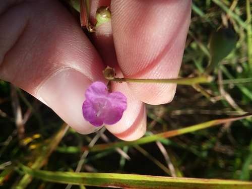 Tenlobe false foxglove (Agalinis obtusifolia)