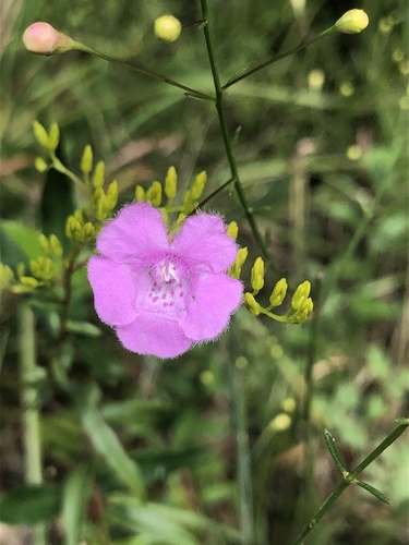 Tenlobe false foxglove (Agalinis obtusifolia)