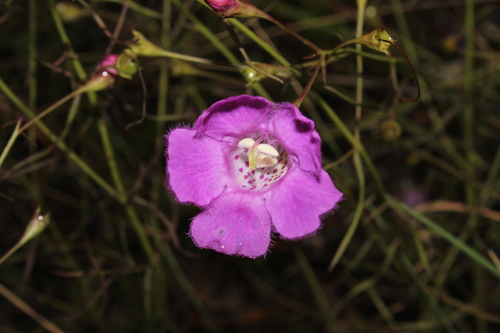 Agalinis peduncularis (Agalinis peduncularis)