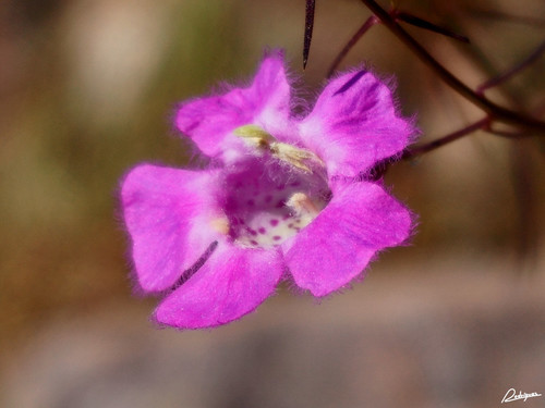 Agalinis peduncularis (Agalinis peduncularis)