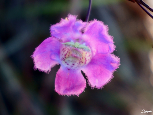 Agalinis peduncularis (Agalinis peduncularis)