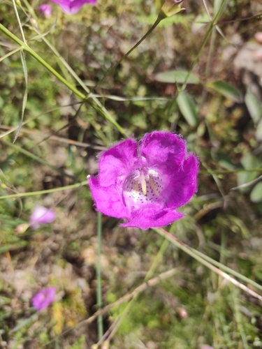 Agalinis peduncularis (Agalinis peduncularis)
