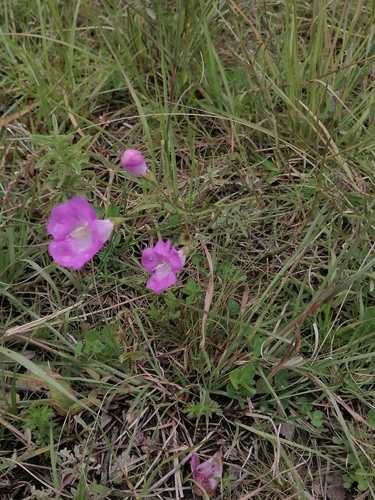 Agalinis peduncularis (Agalinis peduncularis)