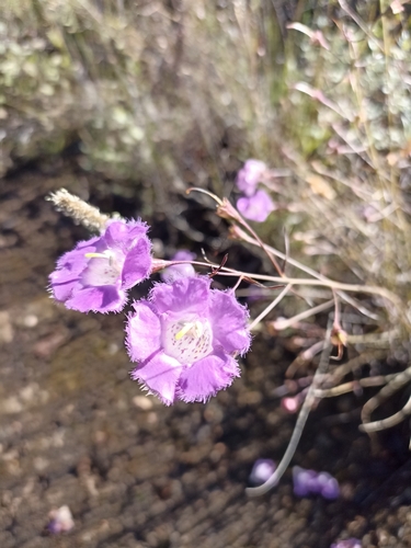Agalinis peduncularis (Agalinis peduncularis)