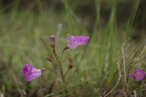Agalinis peduncularis (Agalinis peduncularis)