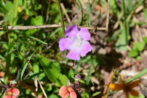 Agalinis peduncularis (Agalinis peduncularis)