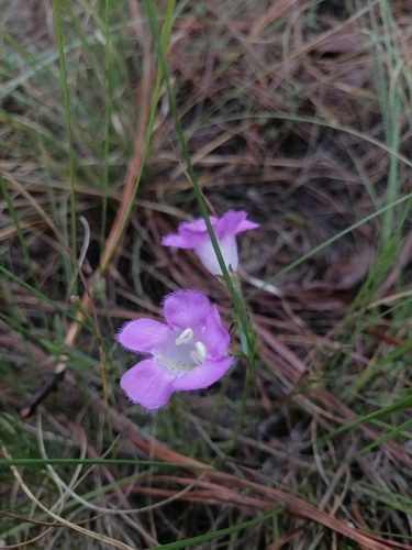 Agalinis peduncularis (Agalinis peduncularis)