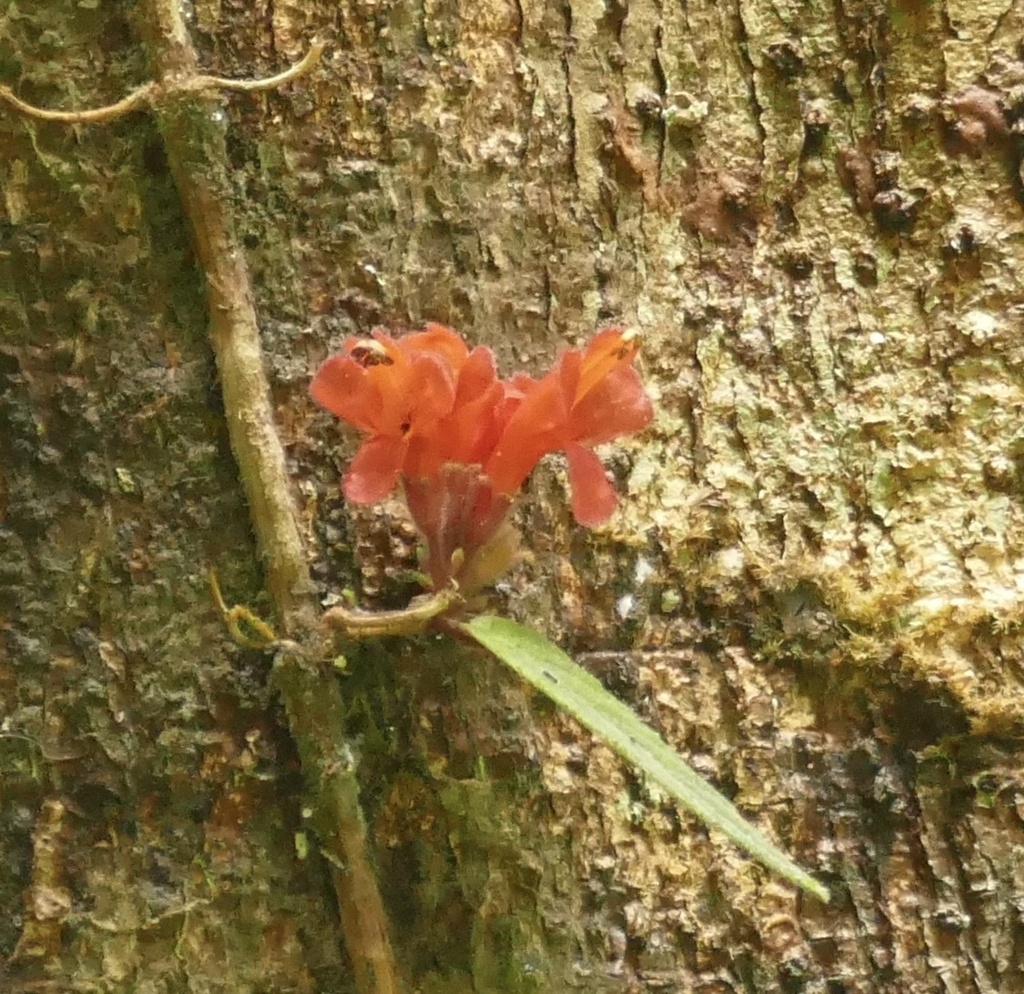 Agalmyla brevipes (Agalmyla brevipes)