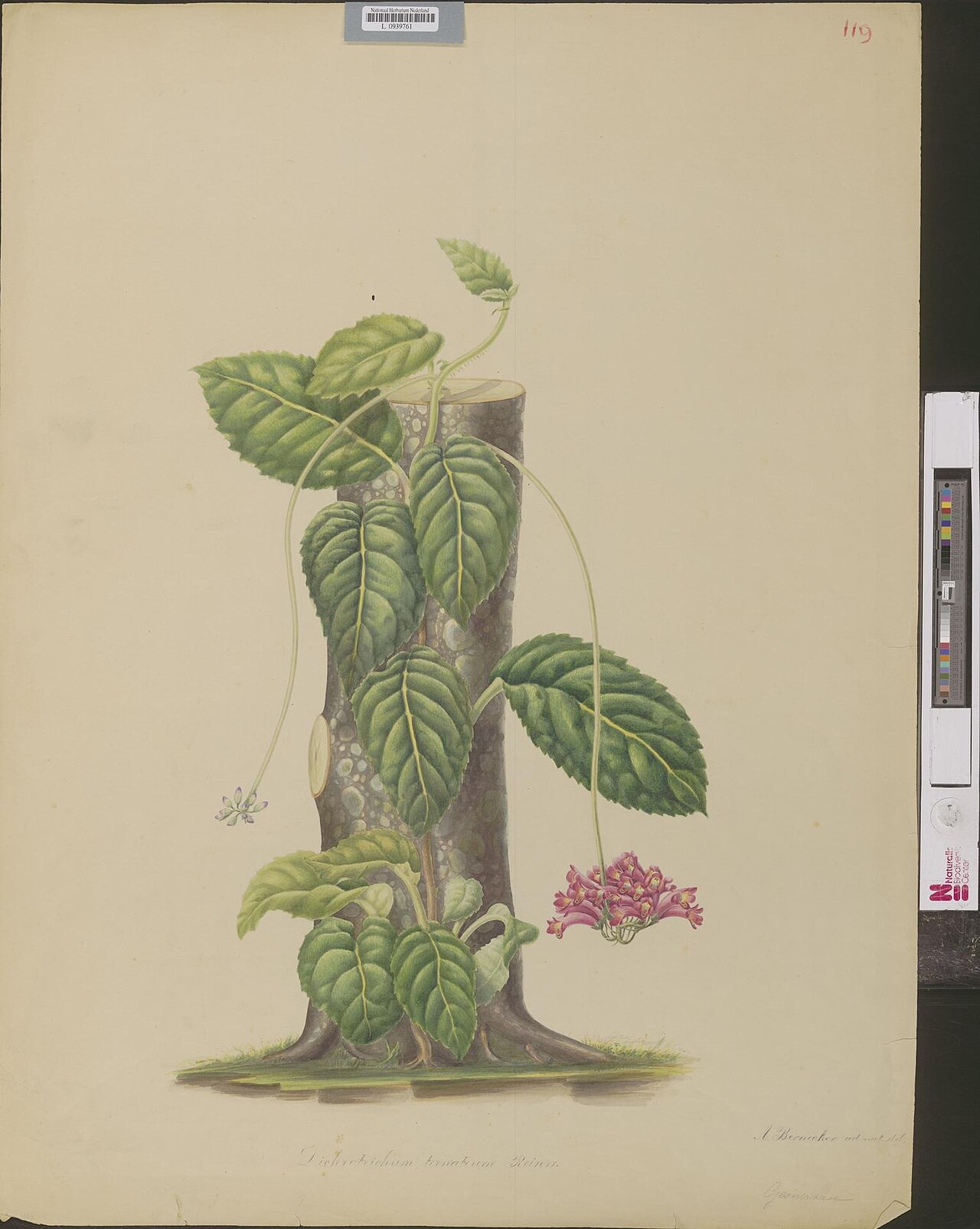 Agalmyla elongata: Agalmyla elongata (Blume) B.L. Burtt