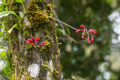 Agalmyla glabra (Agalmyla glabra)