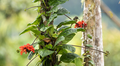 Agalmyla glabra (Agalmyla glabra)