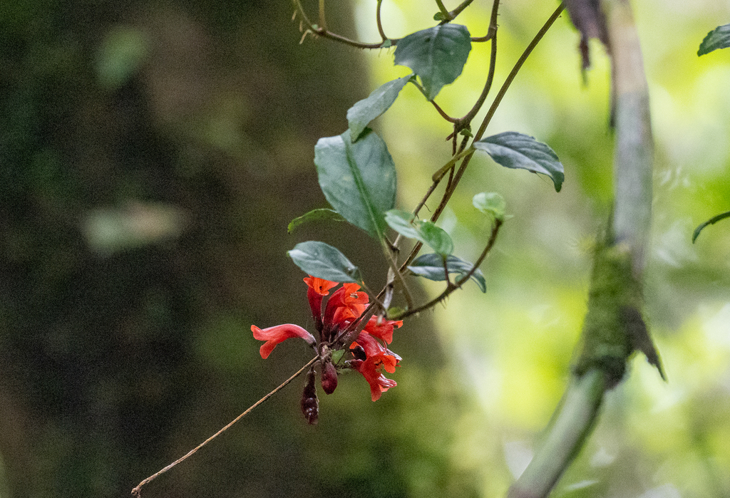 Agalmyla glabra (Agalmyla glabra)