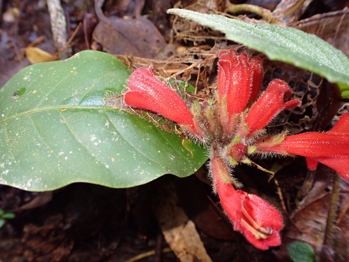 Agalmyla hirta (Agalmyla hirta)