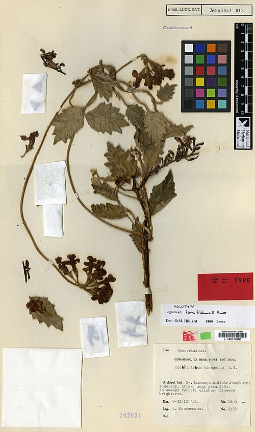 Agalmyla hirta: Holotype specimen (L0237502) of Agalmyla hirta from Naturalis Biodiversity Center (NL) - Botany