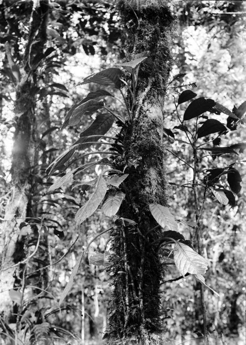 Agalmyla parasitica: Repronegatief. Agalmyla parasitica, Tjibodas