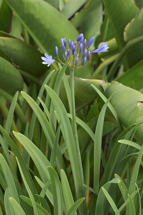 Agapanthus campanulatus: Agapanthus campanulatus in the Botanischer Garten Halle
