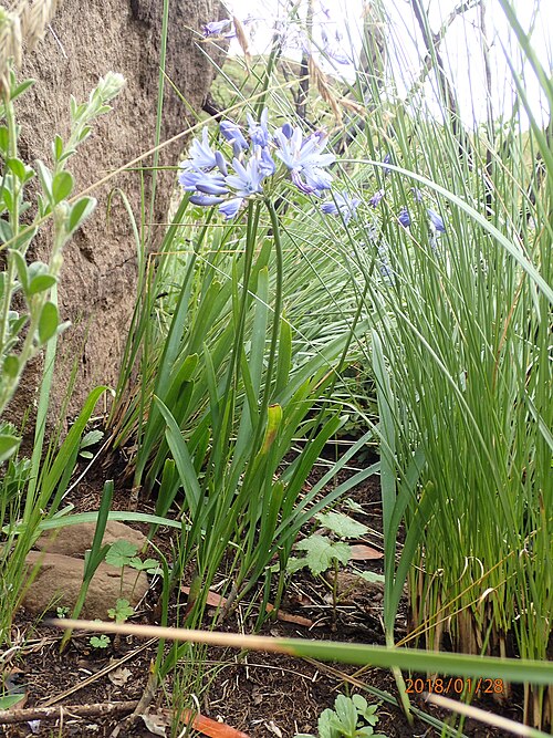 Agapanthus campanulatus: Photo of Bell Agapanthus uploaded from iNaturalist .