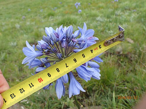 Agapanthus campanulatus: Photo of Agapanthus campanulatus patens uploaded from iNaturalist .