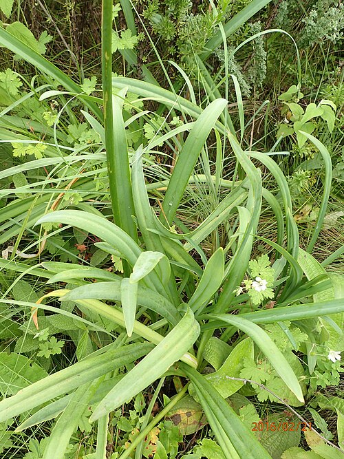 Agapanthus campanulatus: Photo of Bell Agapanthus uploaded from iNaturalist .
