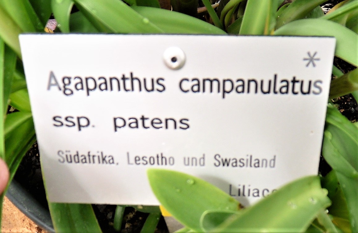 Agapanthus campanulatus: Informationstafel Agapanthus campanulatus ssp. patens im Ökologisch-Botanischen Garten in Bayreuth
