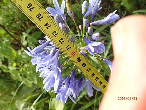 Agapanthus campanulatus: Photo of Bell Agapanthus uploaded from iNaturalist .