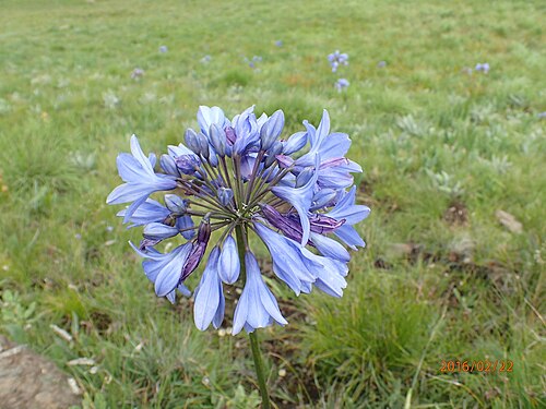 Agapanthus campanulatus: Photo of Agapanthus campanulatus patens uploaded from iNaturalist .