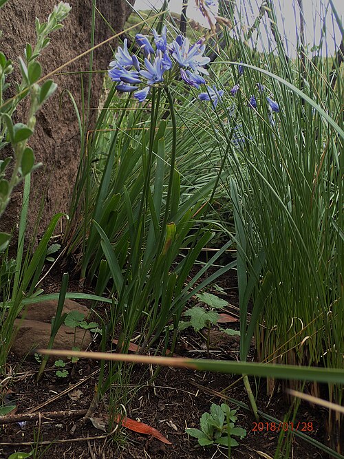 Agapanthus campanulatus: Photo of Bell Agapanthus uploaded from iNaturalist .
