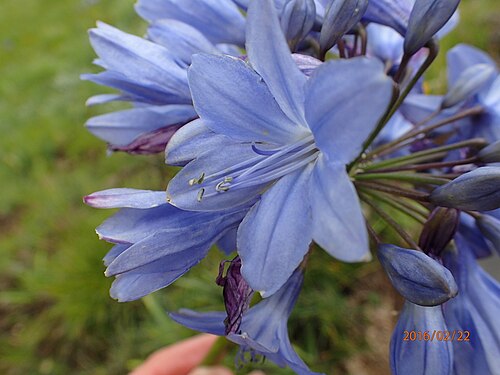 Agapanthus campanulatus: Photo of Agapanthus campanulatus patens uploaded from iNaturalist .