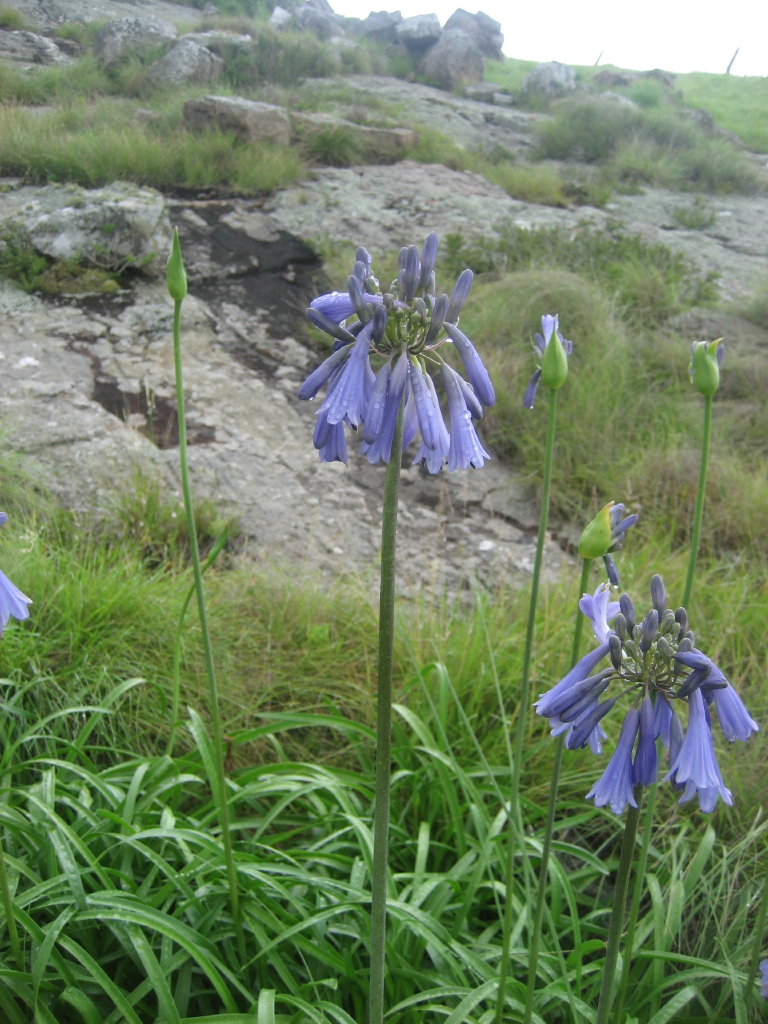 Agapanthus inapertus