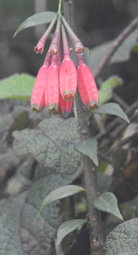 Agapetes forrestii (Agapetes forrestii)