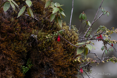 Agapetes forrestii (Agapetes forrestii)