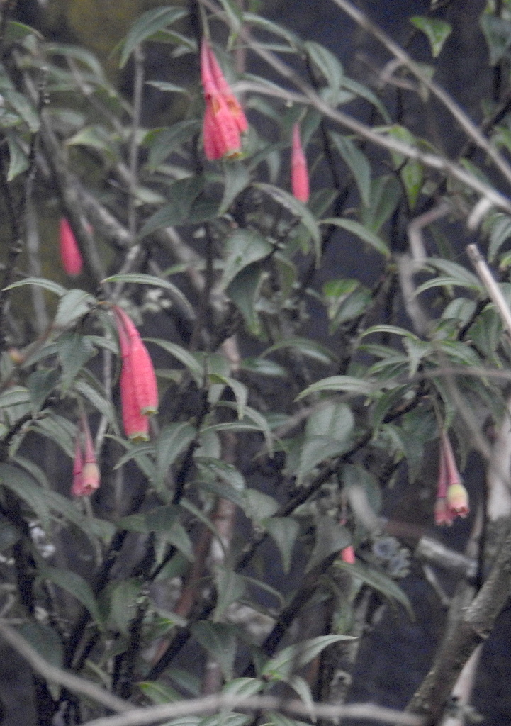 Agapetes forrestii (Agapetes forrestii)