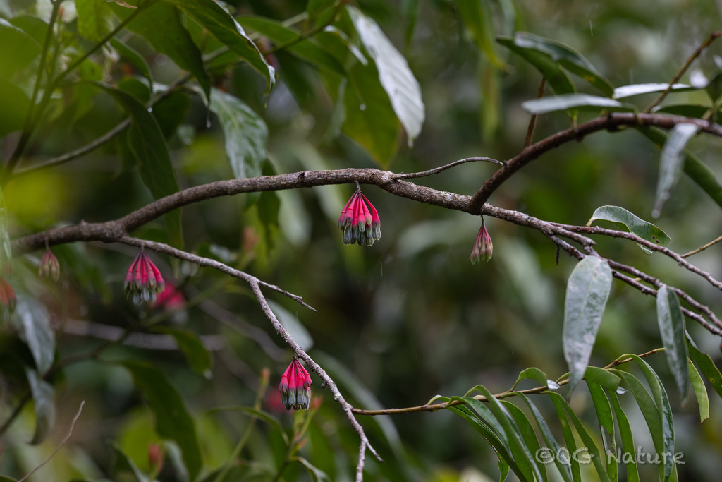 Agapetes griffithii (Agapetes griffithii)