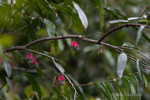 Agapetes griffithii (Agapetes griffithii)
