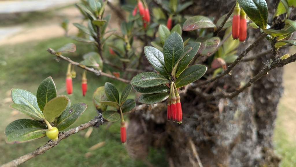 Agapetes hosseana (Agapetes hosseana)
