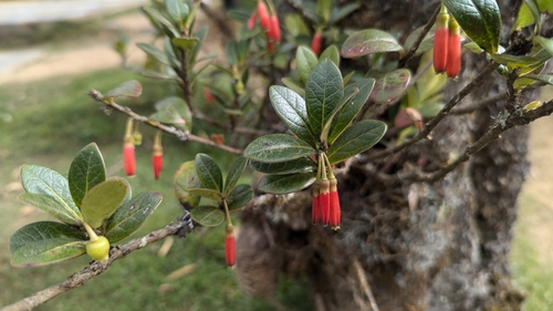 Agapetes hosseana (Agapetes hosseana)