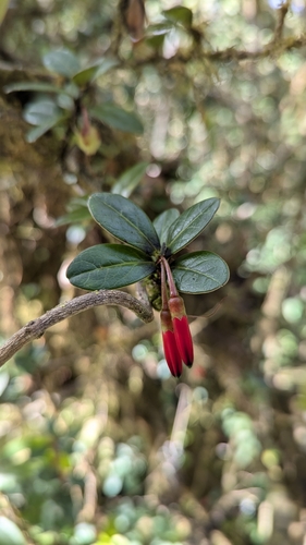 Agapetes hosseana (Agapetes hosseana)