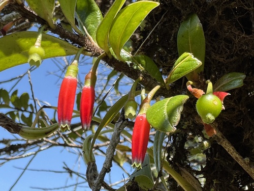 Agapetes hosseana (Agapetes hosseana)