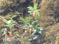 Agapetes hosseana (Agapetes hosseana)