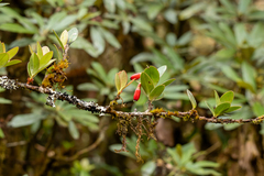 Agapetes hosseana (Agapetes hosseana)