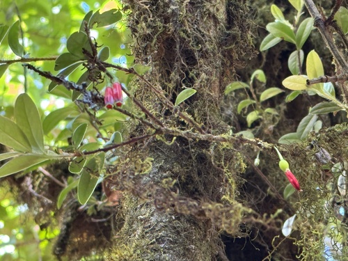 Agapetes hosseana (Agapetes hosseana)