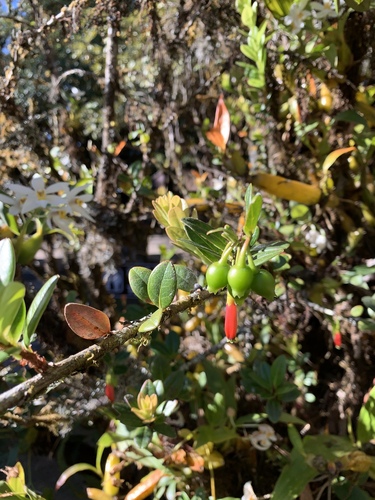 Agapetes hosseana (Agapetes hosseana)