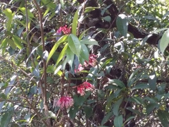 Agapetes lobbii (Agapetes lobbii)