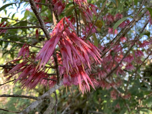 Agapetes lobbii (Agapetes lobbii)