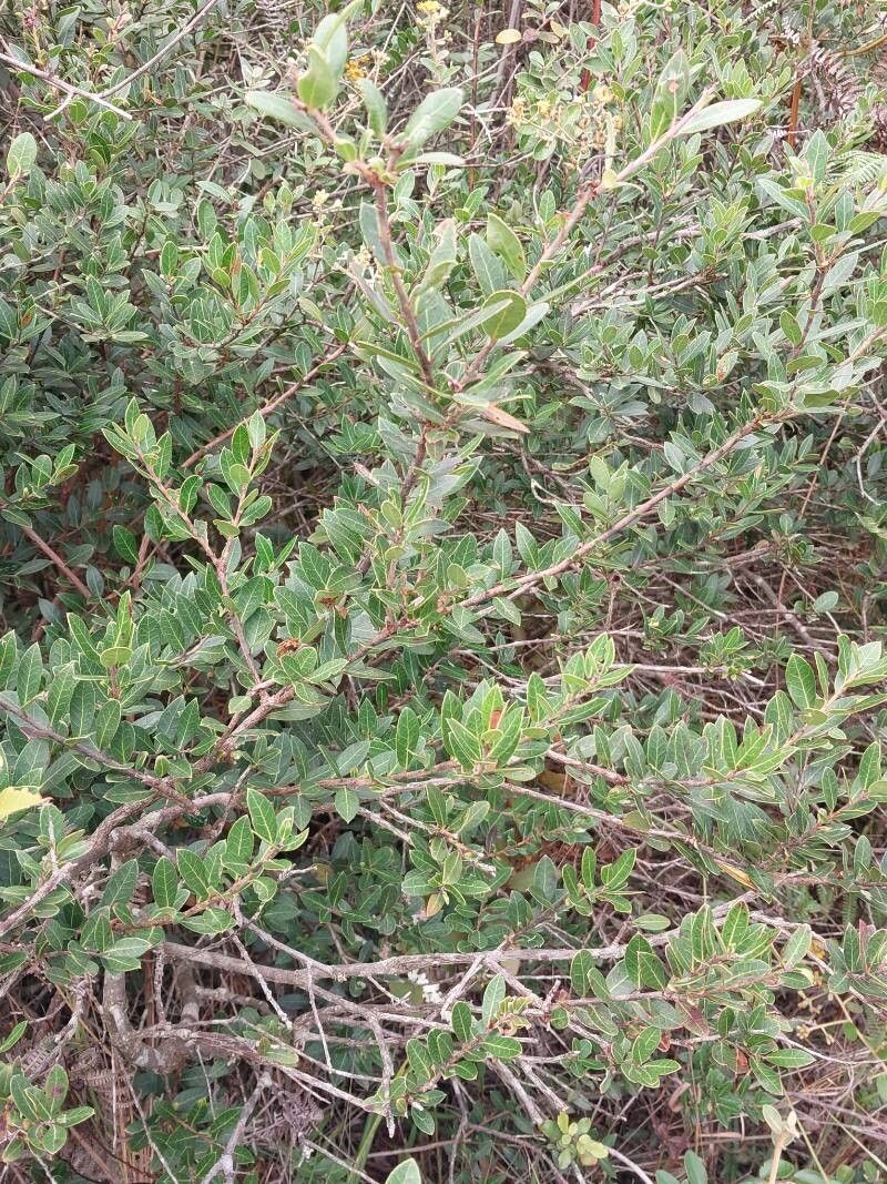 Agapetes madagascariensis (Agapetes madagascariensis)