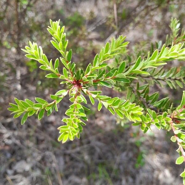 Agapetes madagascariensis (Agapetes madagascariensis)
