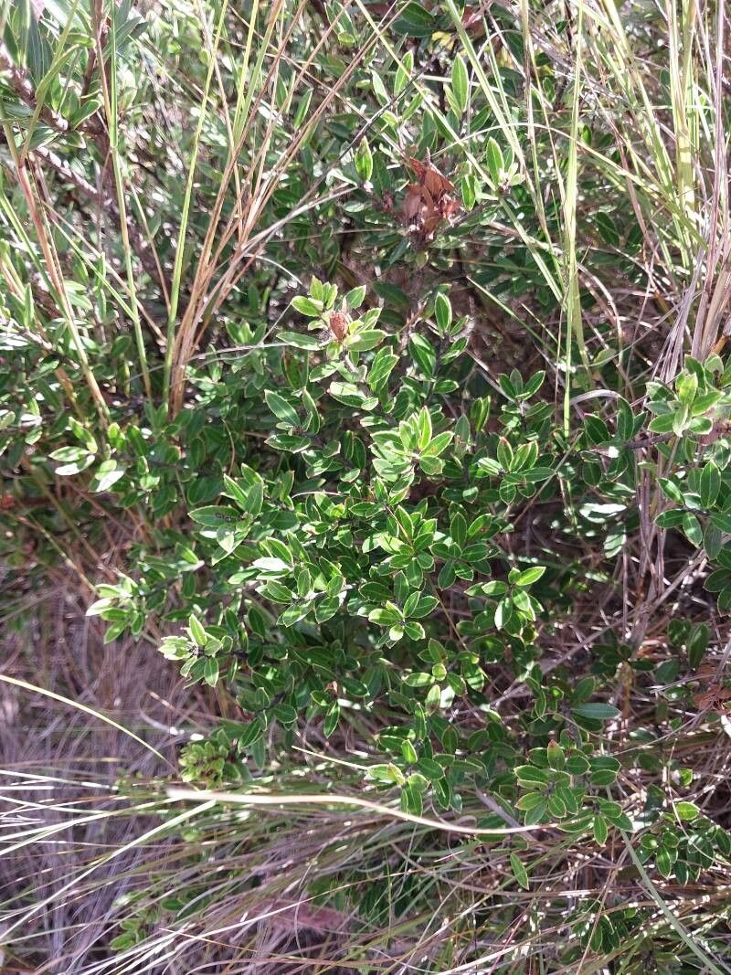 Agapetes madagascariensis (Agapetes madagascariensis)