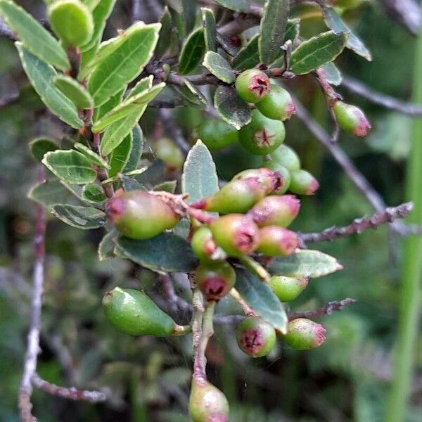 Agapetes madagascariensis (Agapetes madagascariensis)