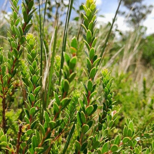 Agapetes madagascariensis (Agapetes madagascariensis)